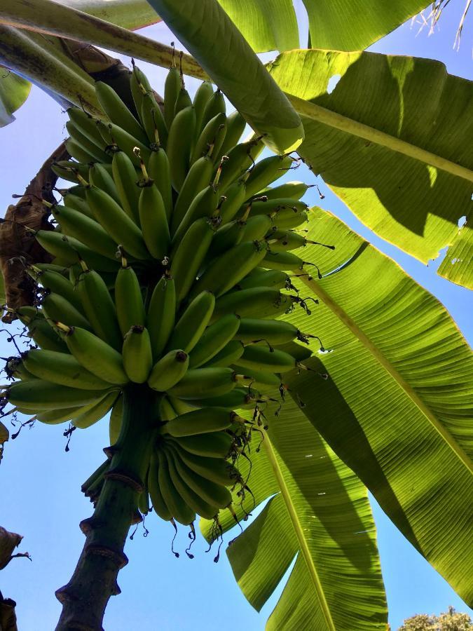 Casa Salvaje Vacation Rentals Bocas del Toro Eksteriør bilde