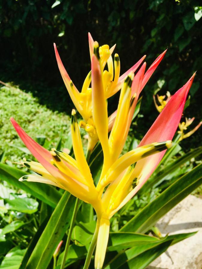 Casa Salvaje Vacation Rentals Bocas del Toro Eksteriør bilde
