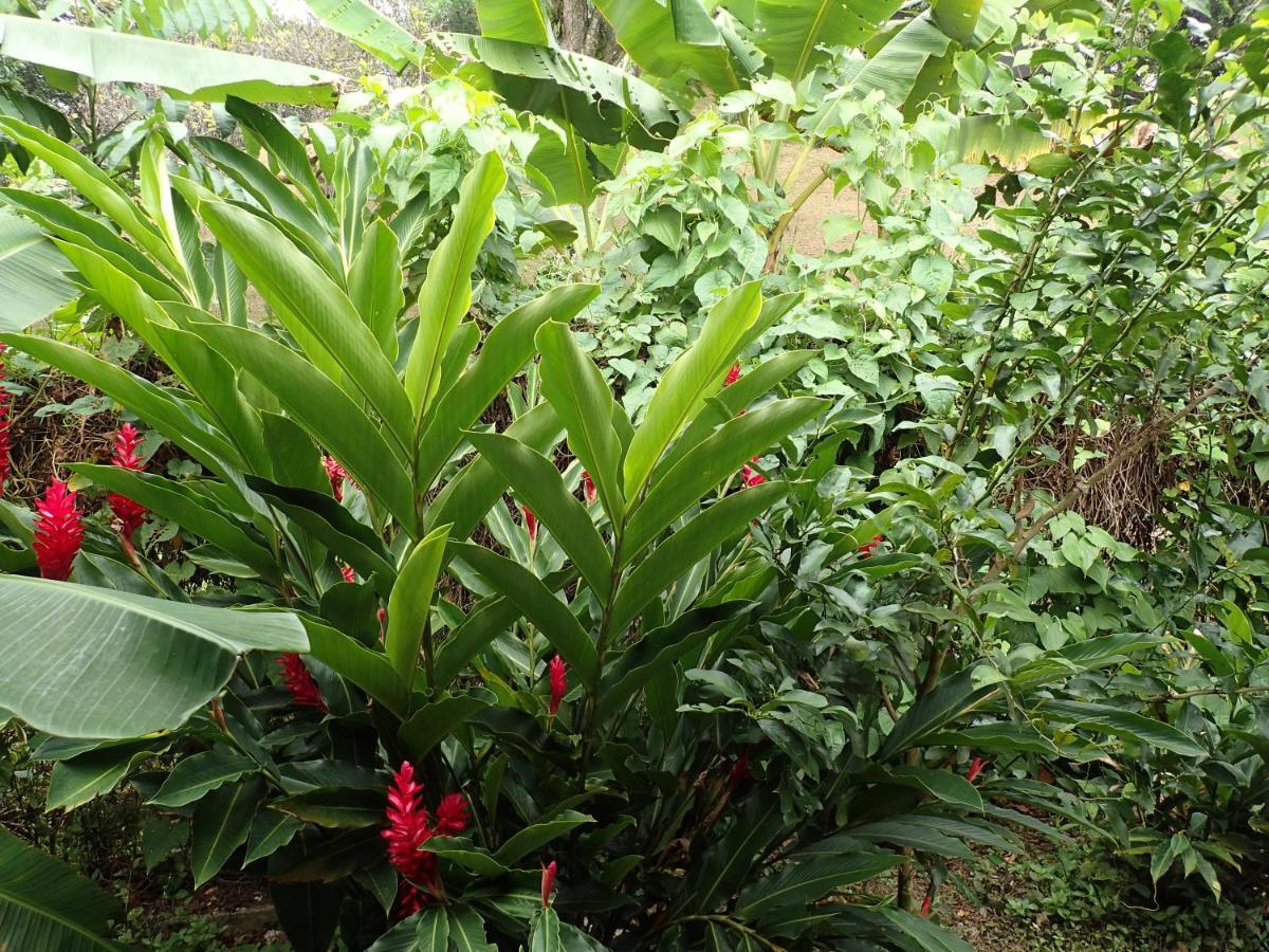 Casa Salvaje Vacation Rentals Bocas del Toro Eksteriør bilde